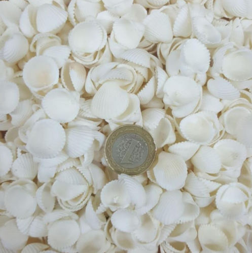 Clam Rose Cochles- Küçük Kiloluk Deniz Kabuğu (100Gr) - 0